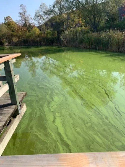 Algae in Swan Lake, October 2020