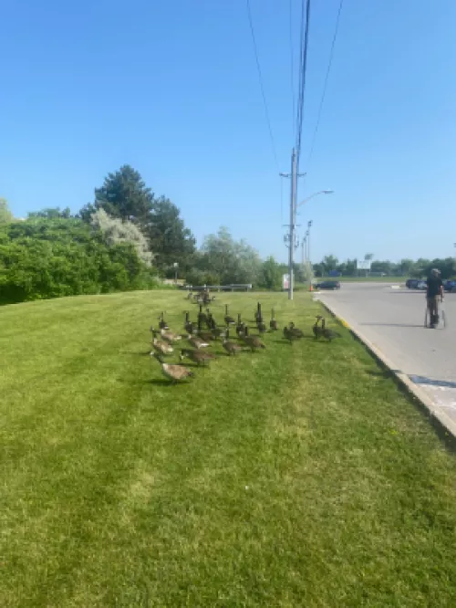 Geese Roundup for Relocation