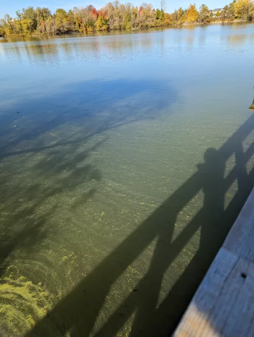 Algae in Swan Lake, October 2023