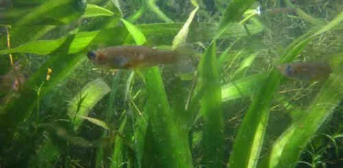 Wild celery in the water