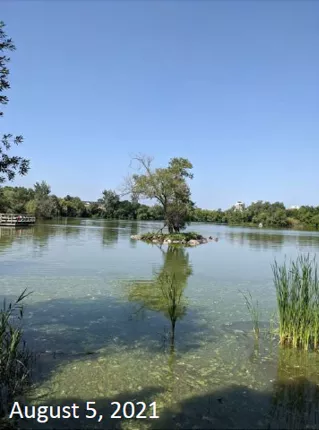 Swan lake, August 5 2021