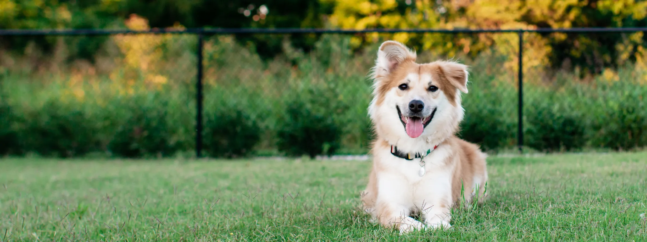 Happy Dog Playing at the Park.
