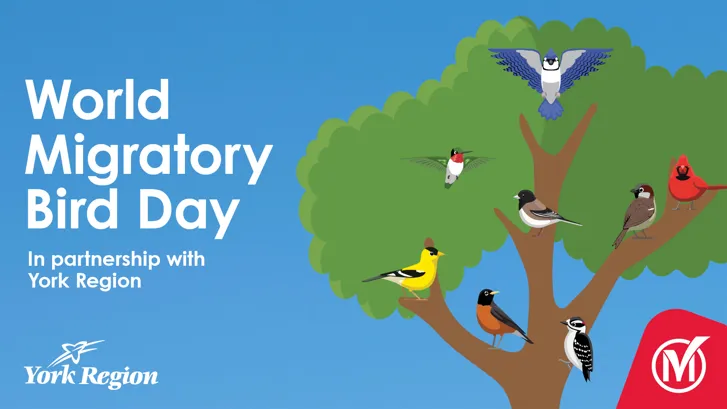 graphic for World Migratory Bird Day that shows eight colorful birds sitting on a tree. It says in partnership with York region and has logos of York Region and City of Markham