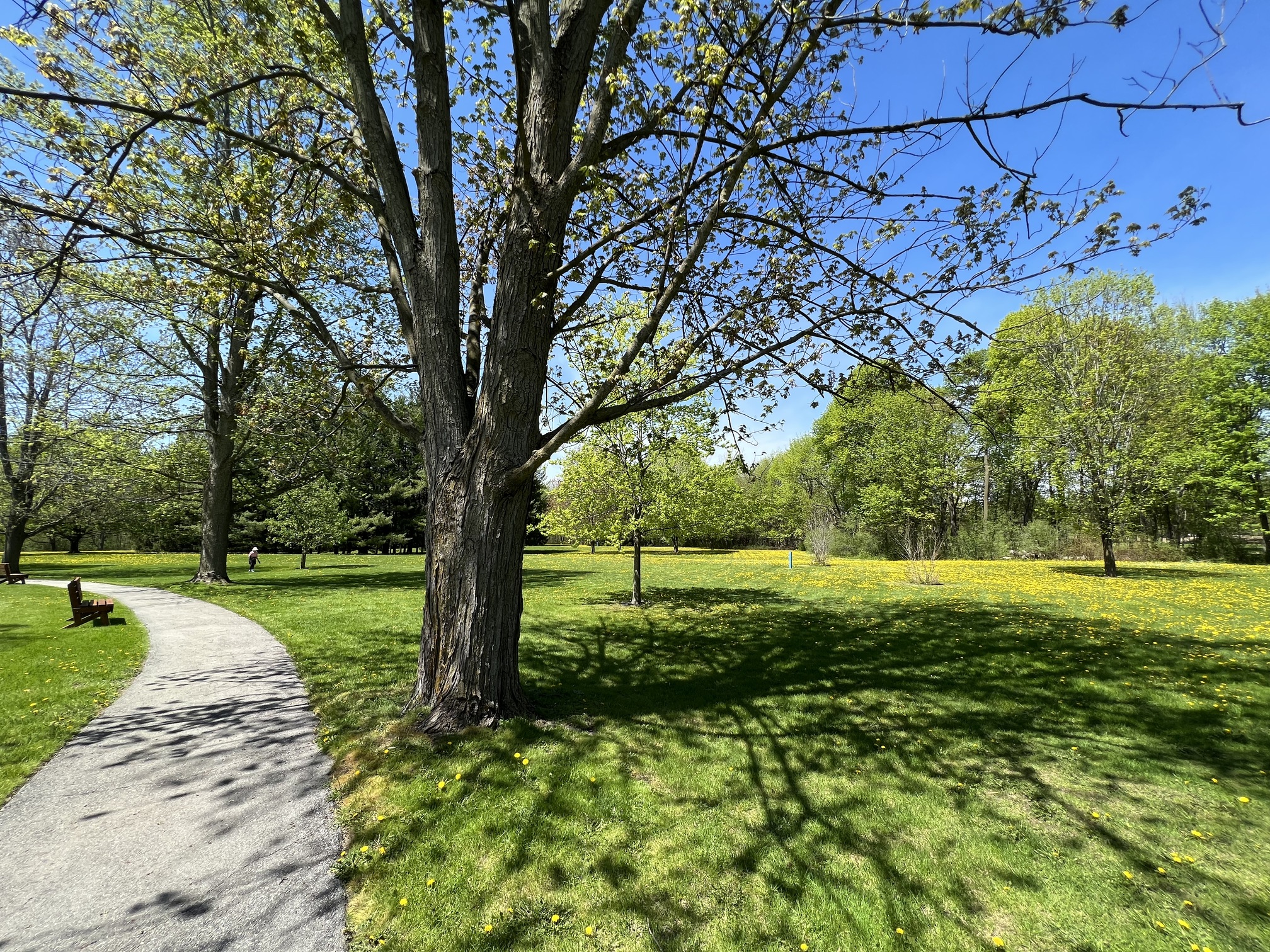Image of the current greenspace and trail system. Image of the current greenspace and trail system.