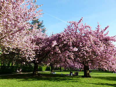 Come spring 2019, Markham's Japanese Sakura trees will hopefully bloom and look similar to these cherry blossoms in the City of Toronto.